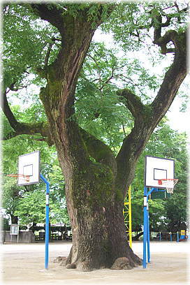画像:建昌小学校のセンダン