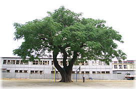 画像:建昌小学校のセンダン(全景)(幹と並ぶ)