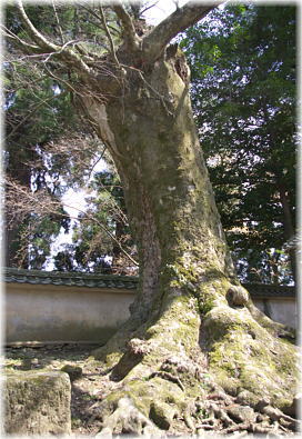 画像:城原八幡社のケヤキ