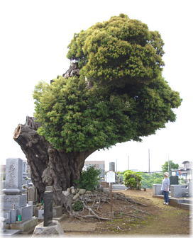 画像:木田余共同墓地のシイ(全景)(幹と並ぶ)