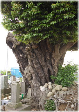 画像:木田余共同墓地のシイ_1