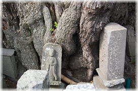 画像:木田余共同墓地のシイ_2