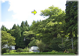 画像:木戸石八幡神社のケヤキ(全景)