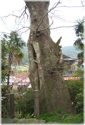 画像:木井馬場のムクノキ