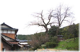 画像:木井馬場のムクノキ(遠景)