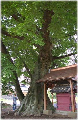 画像:北山のケヤキ(幹と並ぶ)