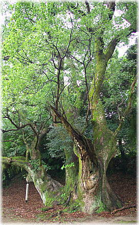 画像:小田の楠