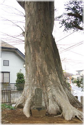 画像:米ノ井神明神社のケヤキ