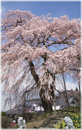 画像:金毘羅桜_1
