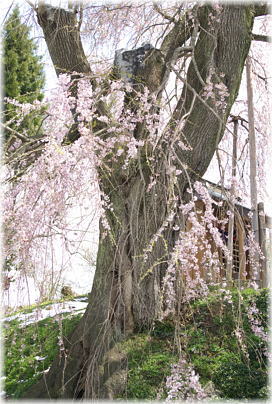 画像:金毘羅桜_2