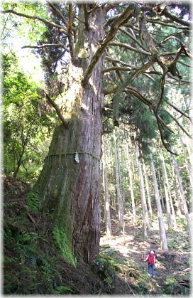 画像:画像:胎金寺山口の天狗杉