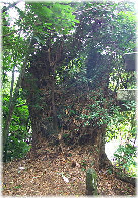 画像:久木迫霧島神社のタブノキ_1