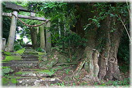 画像:久木迫霧島神社のタブノキ_2