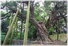 画像:熊野神社のイヌマキ_2