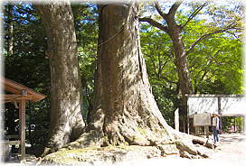 画像:国津神社のケヤキ(幹と並ぶ)_2