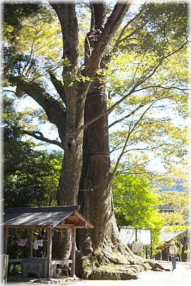 画像:国津神社のケヤキ(幹と並ぶ)_1