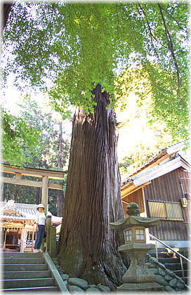 画像:国津神社のスギ(幹と並ぶ)