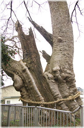 画像:沓掛の大ケヤキ_1