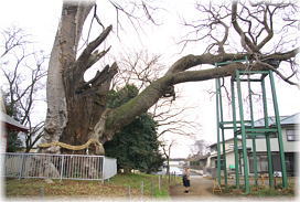 画像:沓掛の大ケヤキ(幹と並ぶ)
