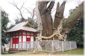 画像:沓掛の大ケヤキ_2