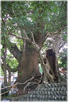 画像:前村の大楠_3