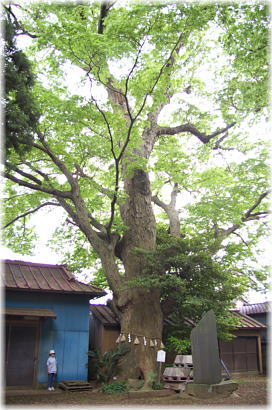 画像:真鍋八坂神社のケヤキ(神木)(幹と並ぶ)