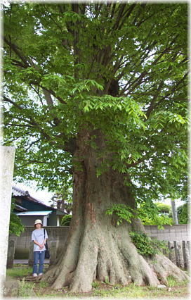 画像:真鍋八坂神社のケヤキ(入口)(幹と並ぶ)