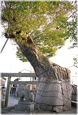 画像:松ヶ崎神社のケヤキ