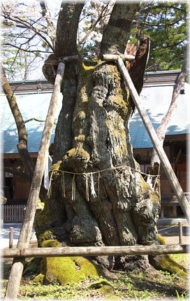 画像:峰張ザクラ