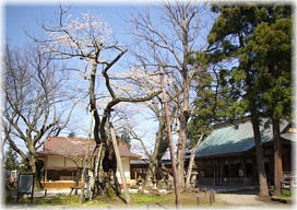 画像:峰張ザクラ(全景)