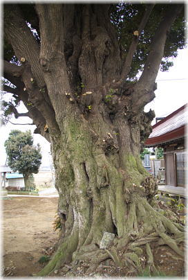 画像:峯薬師の大椎