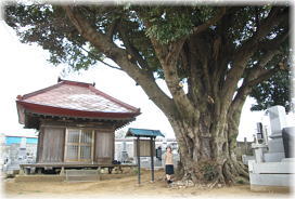 画像:峯薬師の大椎(幹と並ぶ)