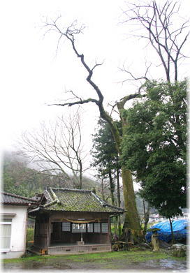 画像：三嶋神社のムクノキ（全景）
