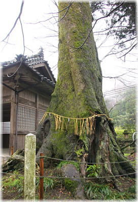 画像：三嶋神社のムクノキ