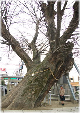 画像:諏訪神社のケヤキ(幹と並ぶ)