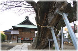 画像:諏訪神社のケヤキ