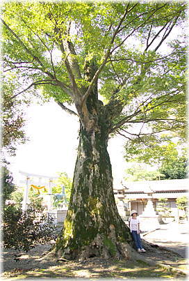 画像:宮部神社のケヤキ(幹と並ぶ)