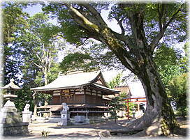 画像:宮部神社のケヤキ(拝殿とケヤキ)