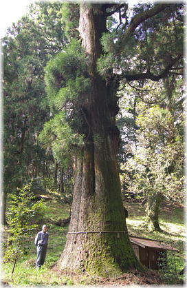 画像:宮処野神社のスギ(幹と並ぶ)左手山裾