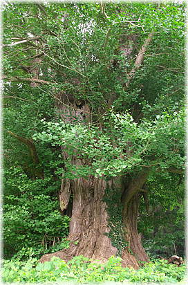 �摜�F�{�c�̂����傤�i�����j