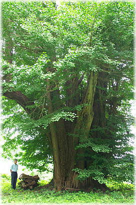 �摜�F�{�c�̂����傤�i�����j�i���ƕ��ԁj