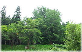 �摜�F�{�c�̂����傤�i�����j�i�S�i�j