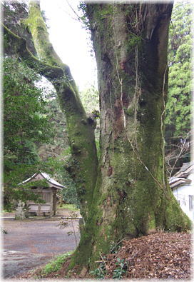 画像：籾山神社の二又ケヤキ_1