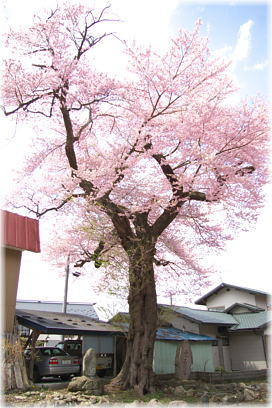 画像:文殊院のサクラ