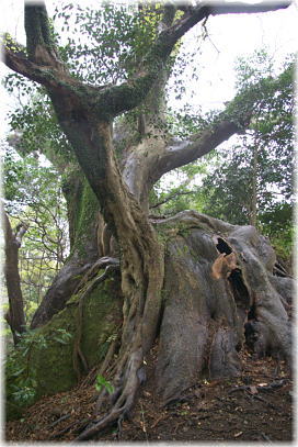 画像:文殊仙寺のケヤキ_1