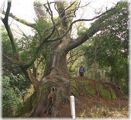 画像:文殊仙寺のケヤキ(幹と並ぶ)