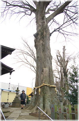 画像:守谷八坂神社のケヤキ(幹と並ぶ)