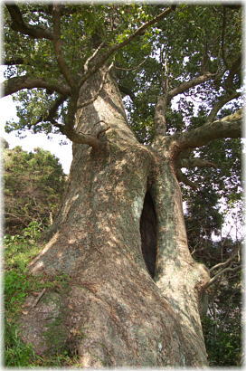 画像:元光願寺大樟