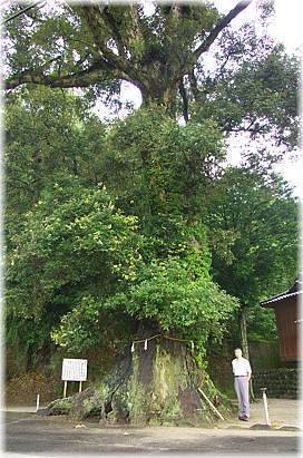 画像:向田七社神社のイチイガシ(幹と並ぶ)