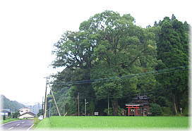 画像:向田七社神社のイチイガシ(全景)